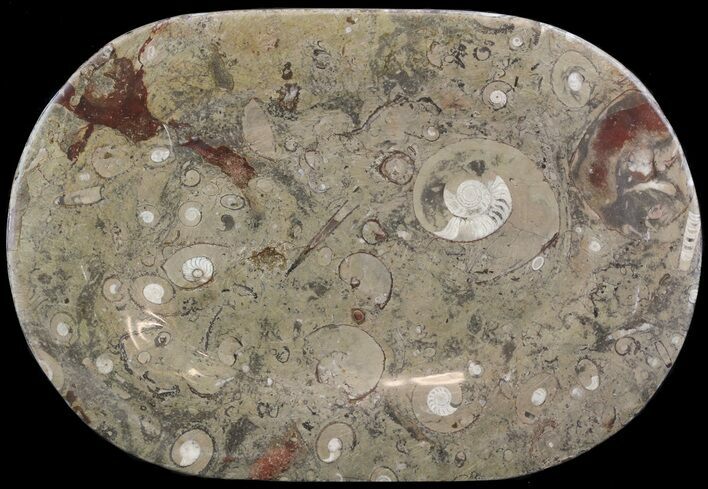 Fossil Orthoceras & Goniatite Plate - Stoneware #53098